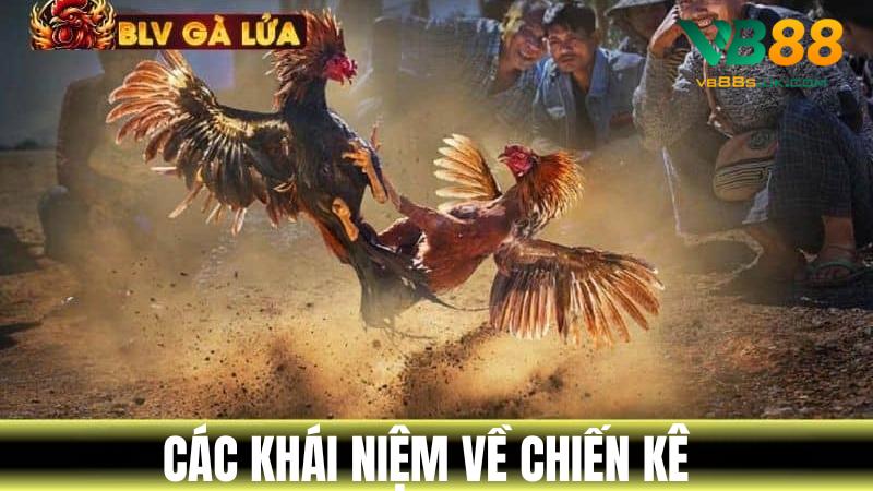 Thuật Ngữ Đá Gà VB88 Từ Cơ Bản Đến Nâng Cao Kê Thủ Cần Biết 3 Tổng hợp các khái niệm về chiến kê