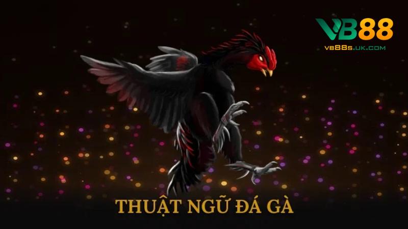 Thuật Ngữ Đá Gà VB88 Từ Cơ Bản Đến Nâng Cao Kê Thủ Cần Biết 4 Thuật ngữ về huấn luyện và chăm sóc chiến kê trong đá gà