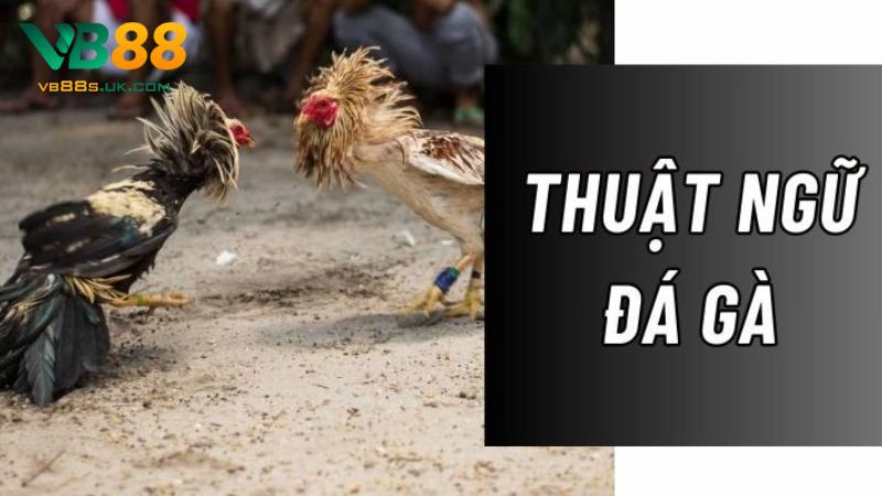 Thuật Ngữ Đá Gà VB88 Từ Cơ Bản Đến Nâng Cao Kê Thủ Cần Biết 2 Thuật ngữ trong đá gà là các khái niệm chuyên biệt